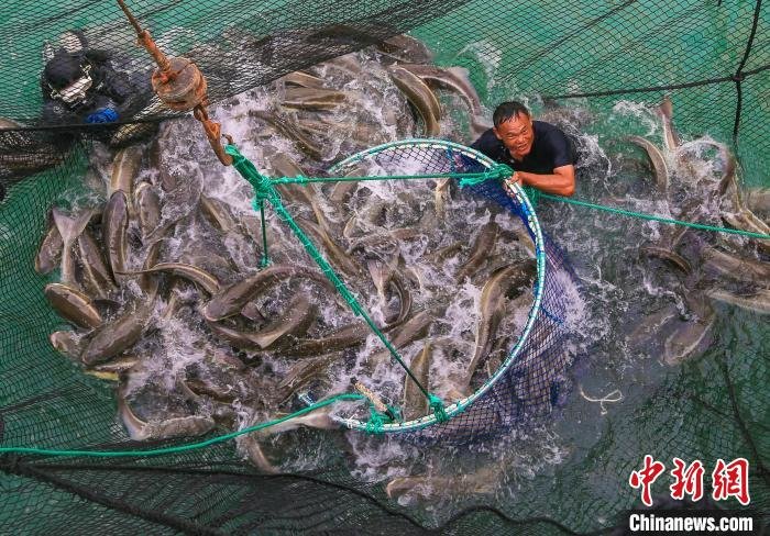 普盛海洋牧场1号收鱼